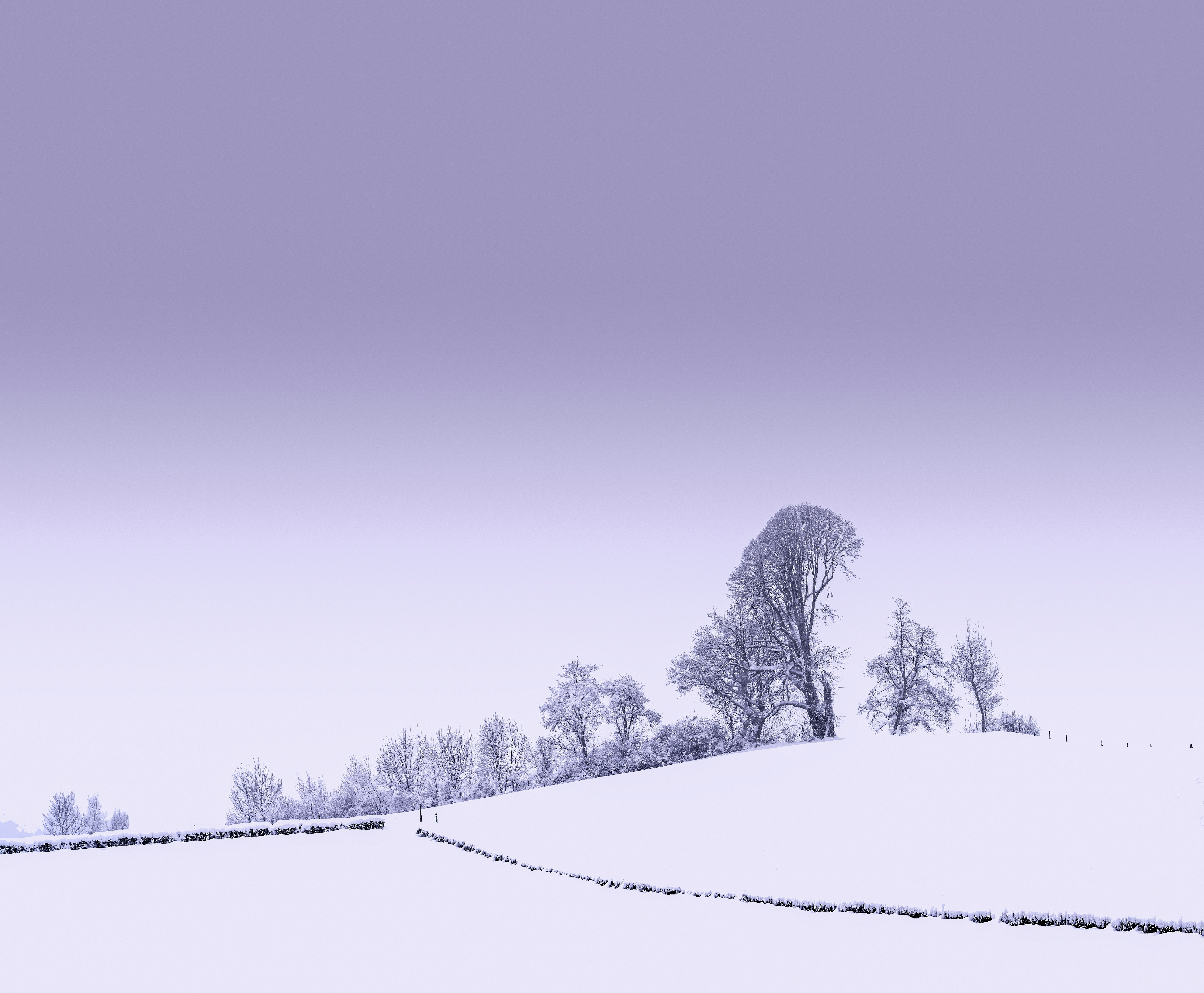 snow covered trees under blue sky during daytime